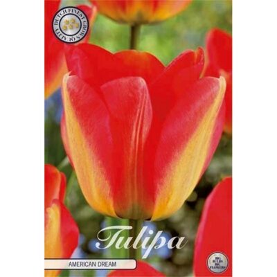80456 Tulipa American Dream