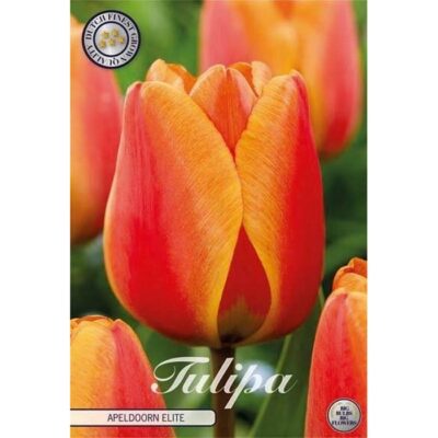 80457 Tulipa Apeldoorn Elite