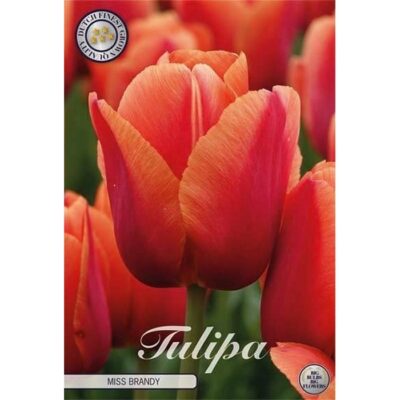 80488 Tulipa Miss Brandy