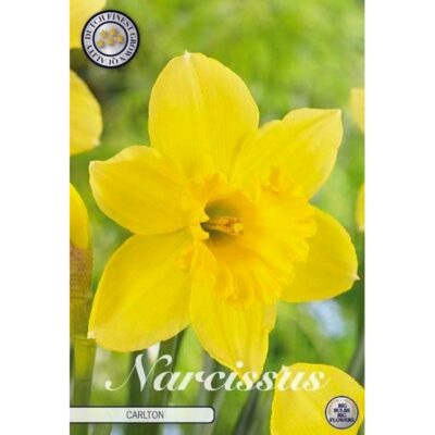 82025 Narcissus Carlton
