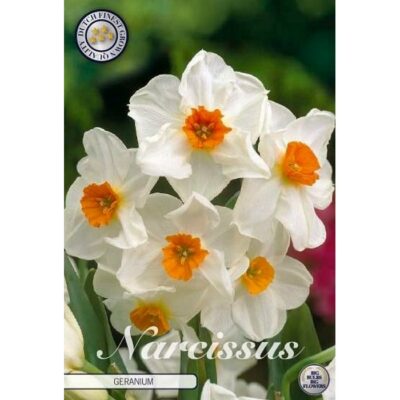 82035 Narcissus Geranium