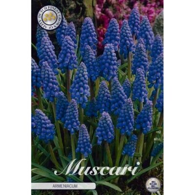 84625 Muscari Armeniacum