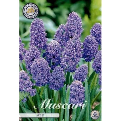 84630 Muscari Artist