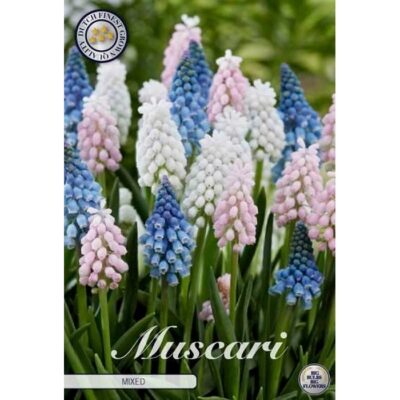 84650 Muscari Mixed