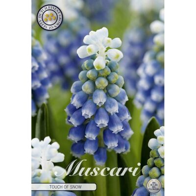 84656 Muscari Touch of Snow