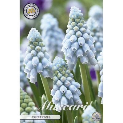 84657 Muscari Valerie Finnis