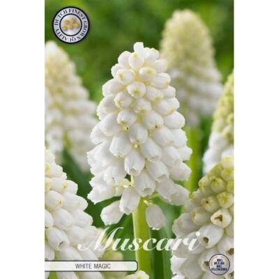 84665 Muscari White Magic