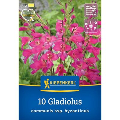 2775013 Gladiolus – Γλαδιόλα άγρια communis ssp. byzantinus