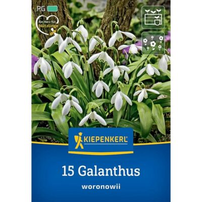 2775016 Galanthus – Γάλανθος Woronowii