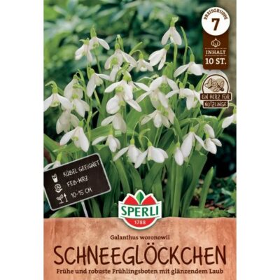 460322 Galanthus – Γάλανθος Ikariae