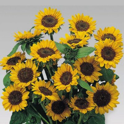 Sunflower Seeds – DS1822 Sonja (Helianthus annuus)