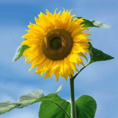 Sunflower Seeds – DS4203 American Giant (Helianthus annuus)