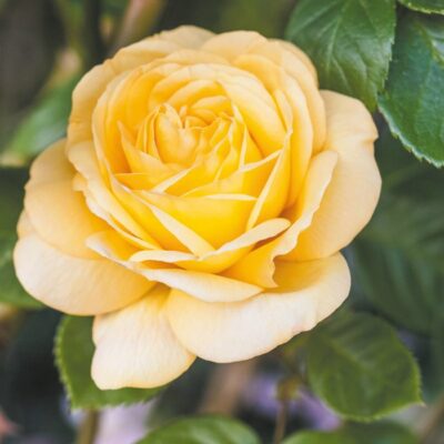 Bare-rooted rose BR0486 – Arthur Bell