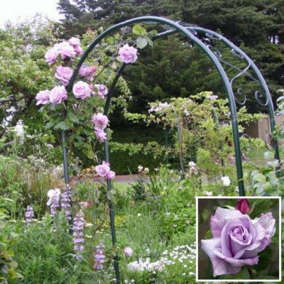 Bare-rooted rose BR2768 – Blue Moon