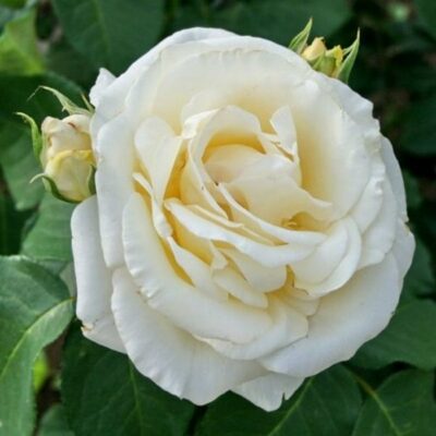Bare-rooted rose BR0724 – Chopin