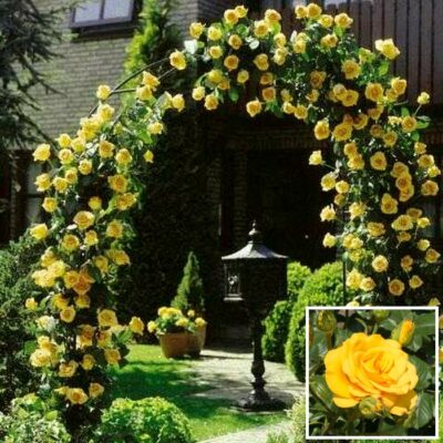 Bare-rooted rose BR2762 – Golden Perfume