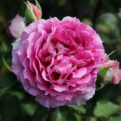 Bare-rooted rose BR0480 – Orient
