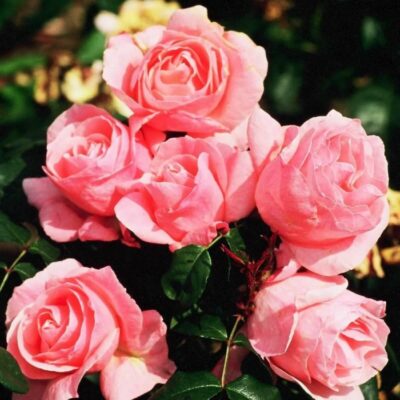 Bare-rooted rose BR1712 – Queen Elisabeth