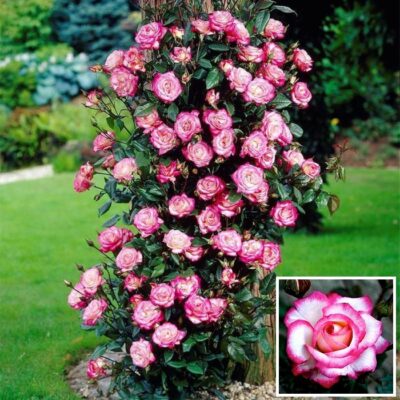 Bare-rooted rose BR2766 – Rina Herholdt