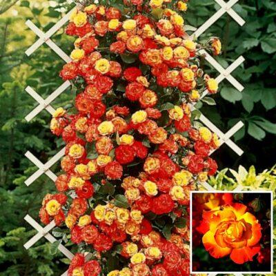 Bare-rooted rose BR2764 – Rumba