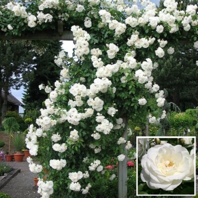 Bare-rooted rose BR2756 – Snow White