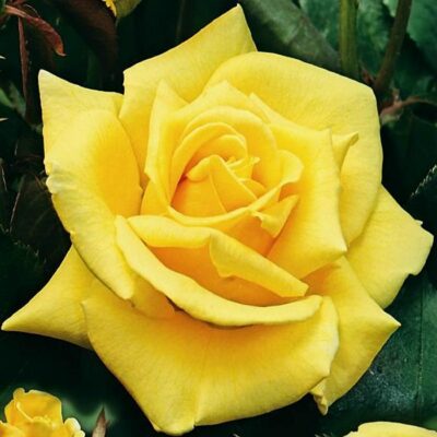 Bare-rooted rose BR0412 – Sunblest