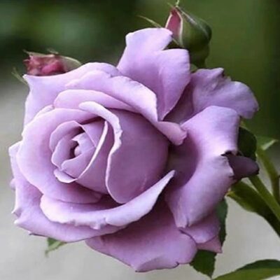 Τριανταφυλλιά σε σακούλα BR0768 – Blue Moon