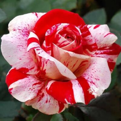 Τριανταφυλλιά σε σακούλα BR0144 – Imagine