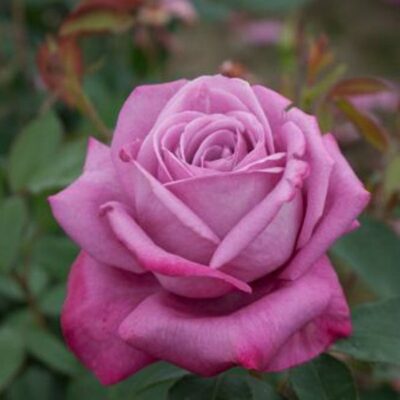 Bare-rooted rose BR0707 – Lila Wunder