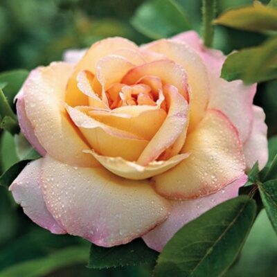 Bare-rooted rose BR0836 – Gloria Dey