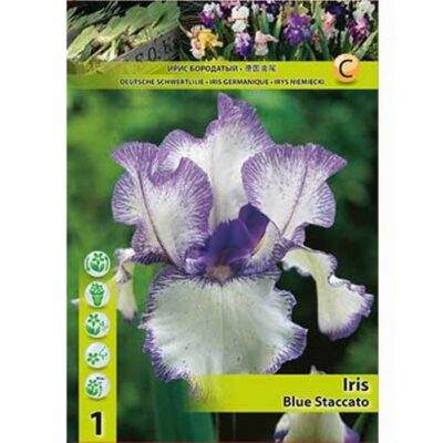 10383 Iris – Ίρις Blue Staccato