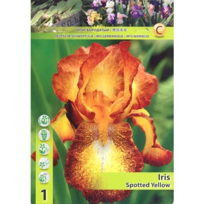 10396 Iris – Ίρις Spotted Yellow