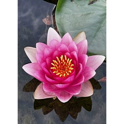 20423 Nymphaea pubescens “Pink”
