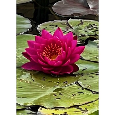 20424 Nymphaea pubescens “Purple”