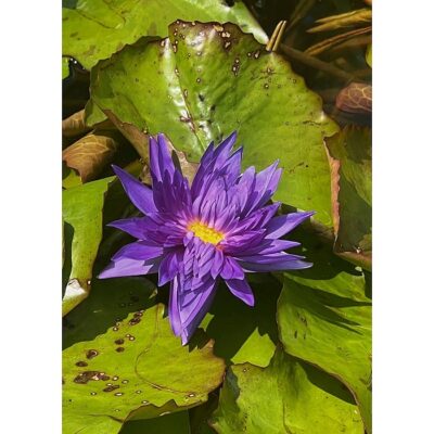 20429 Nymphaea nouchali var. zanzibariensis