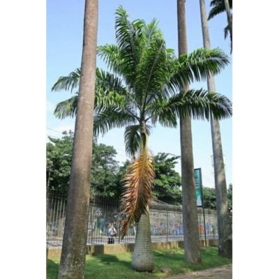 33004 Roystonia oleracea