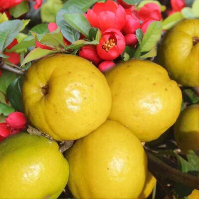 EF 12314984 Japanese Quince – Ιαπωνική Τσιντόνια (Chaenomeles japonica)