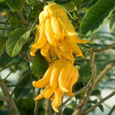 EF 12320426 Buddhas Hand – Το Χέρι του Βούδα (Citrus medica digitata)