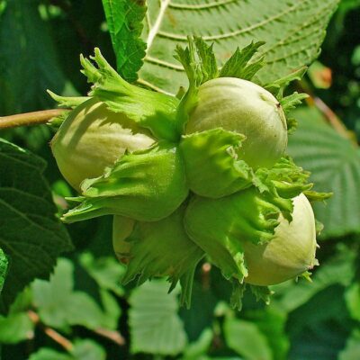 EF 12334515 Hazelnut (Corylus avellana)