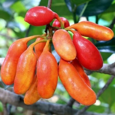 EF 12313167 Carabao teats – Μαστοί του βουβαλιού (Uvaria rufa)