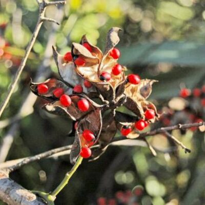 RP 1209 Abrus precatorius