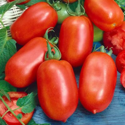 PR 5909 Roma – Ντομάτα – Lycopersicon esculentum