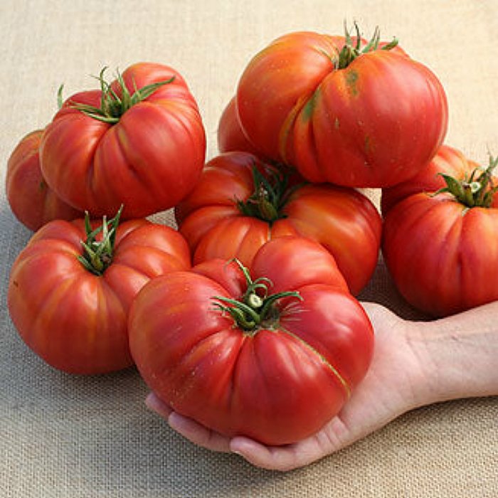 MT 5143 Church – Lycopersicon esculentum