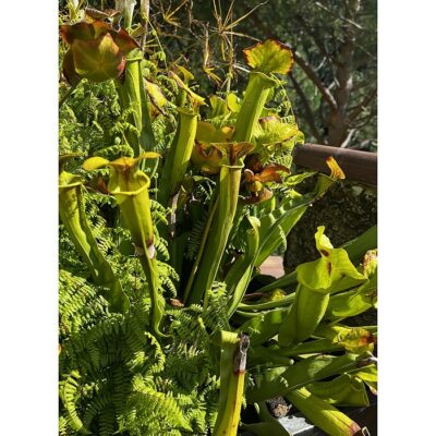 Σπόροι σαρκοφάγων φυτών – 20445 Sarracenia alata – Sarracenia flava