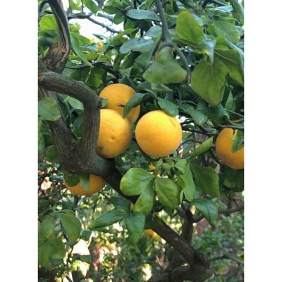 20450 Poincirus trifoliata var. monstrosa – Τρίφυλλο πορτοκάλι “Flying Dragon”