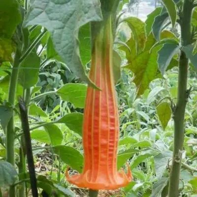 516305 Brugmansia sanguinea "Aurantia"