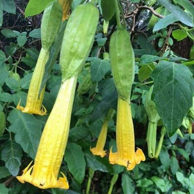 516306 Brugmansia sanguinea "Aurea"