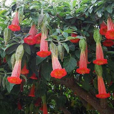 516307 Brugmansia sanguinea "Hot Red"