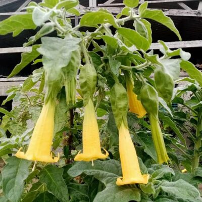 516308 Brugmansia sanguinea "Luteola"