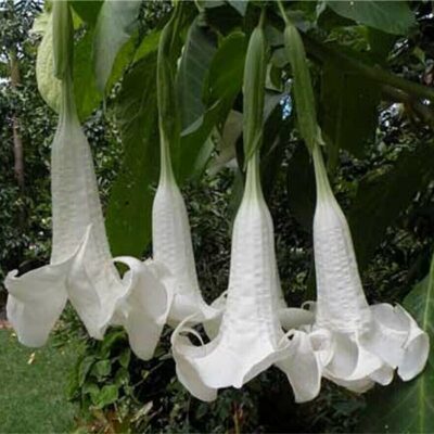 516304 Brugmansia sanguinea "Alba"